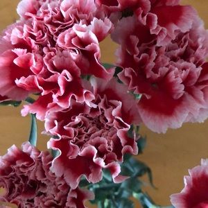 Meet your Posher, Marega